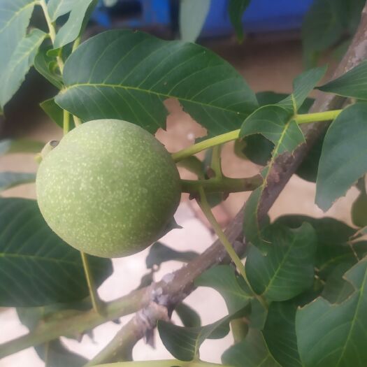 邢台鲜核桃