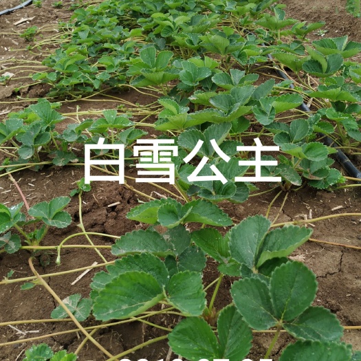 邓州市 白雪公主草莓苗，草莓种苗，果子大，口感好，适合采摘园