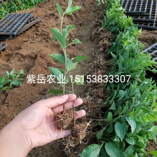 泰安吉塞拉樱桃苗 吉塞拉矮化樱桃砧木苗基地自产直销 吉塞拉6号12号和蓝丁2号