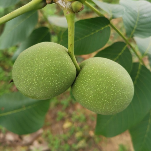 枣阳市 大量青皮新鲜核桃，货源充足。