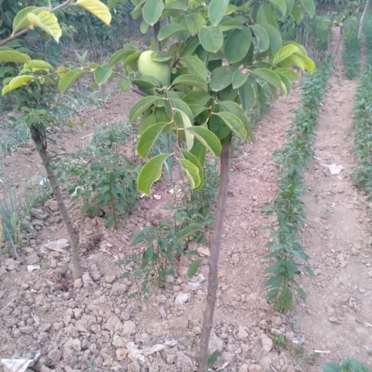 菏泽 菏泽市光皮木瓜树基地