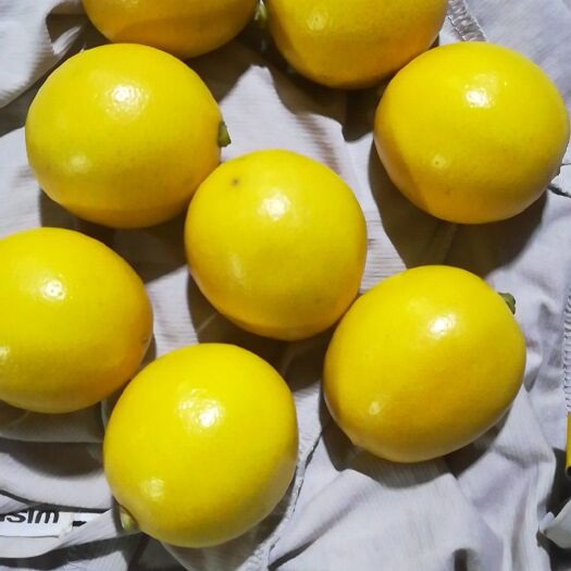 文昌市黄柠檬  2 - 2.6两 海南新鲜黄柠檬