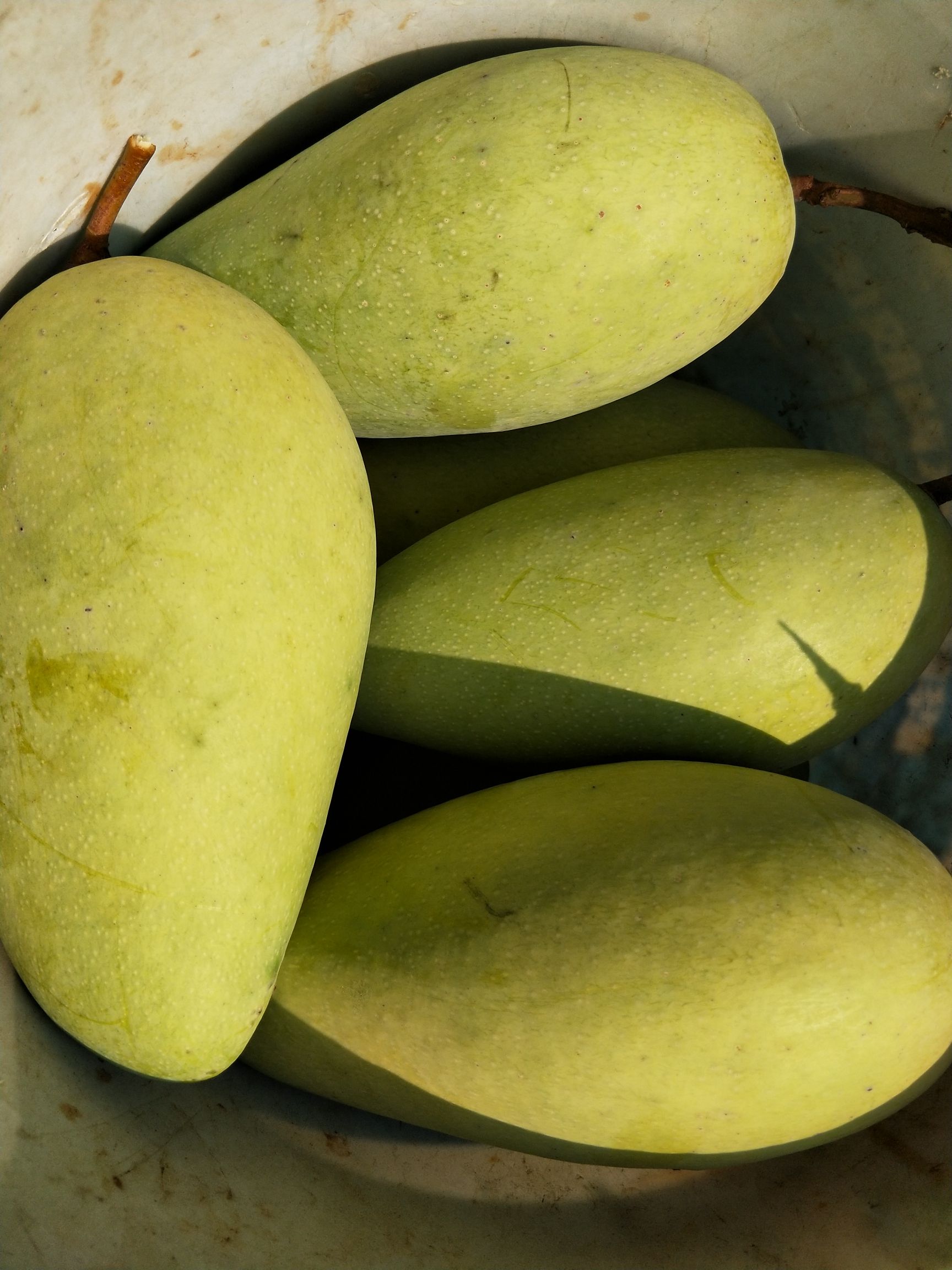 [金煌芒批发]金煌芒 4两以上价格58元/箱 - 惠农网