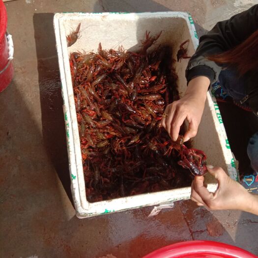 长宁县青红虾 诚信经营 需要的联系