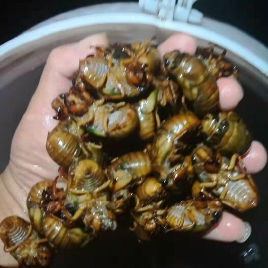 盐城金蝉 的