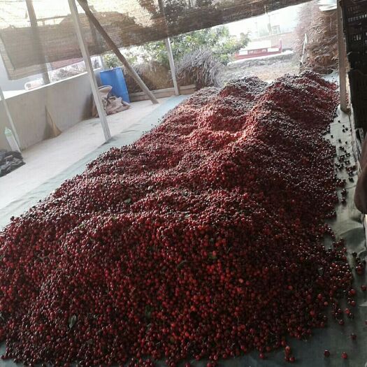 大连 大连华群家陆地樱桃当天清晨采摘当天发货