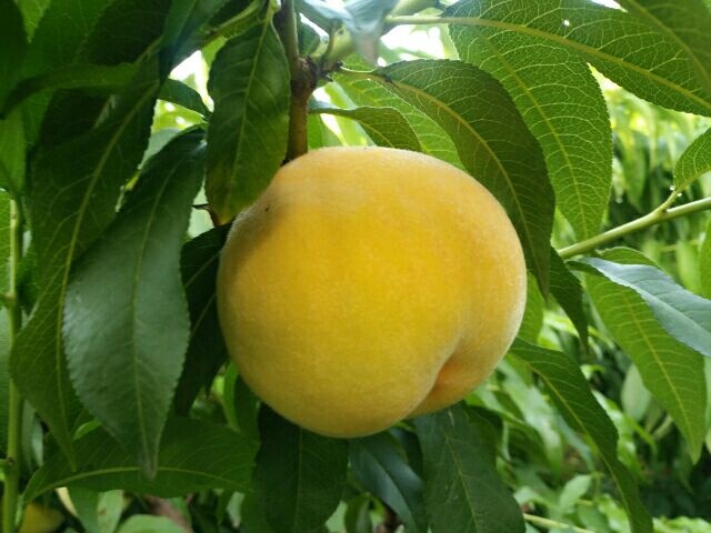 砀山县黄桃83 安徽砀山万亩桃子83黄金桃，加工罐头，市场专用