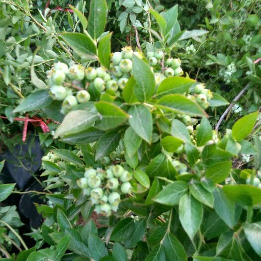 泰安 蓝莓苗基地自产直销 1至7年苗 带果发货当年结果 保证品种