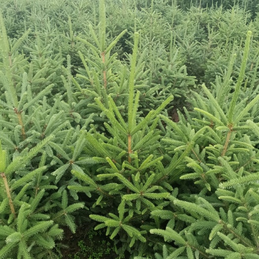 和政县青海云杉