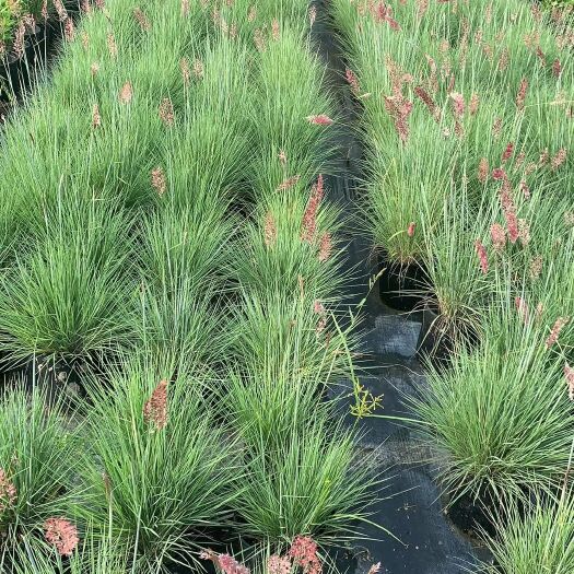 杭州坡地毛冠草 糖蜜草  观赏草，基地大量供应