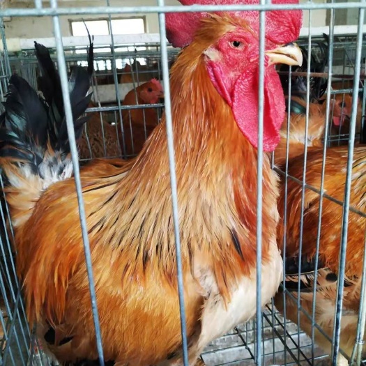 南宁 大种K9肉鸡苗