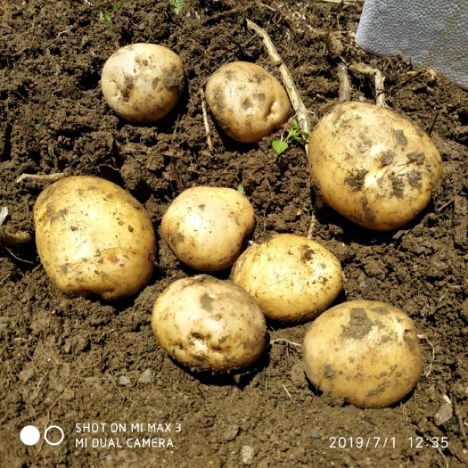  四川高山土豆 没用化肥没用膨大素的土豆 洋芋