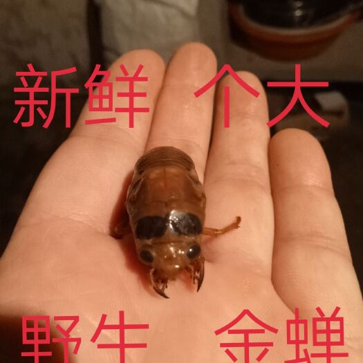 深州市 金蝉