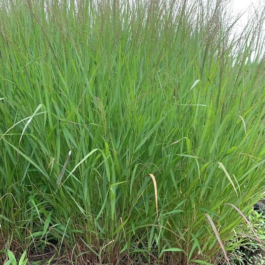 杭州柳枝稷  观赏草，基地大量供应