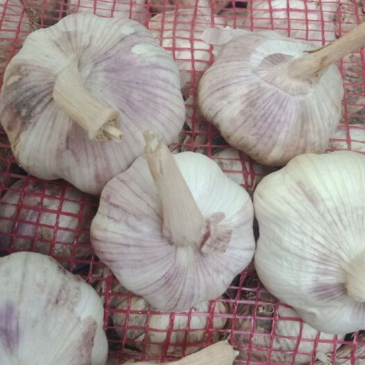  大蒜优品品质加油！