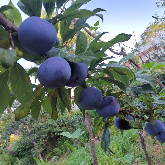 富平县黑总统李子 王泡芙家的诱人黑布林上市了