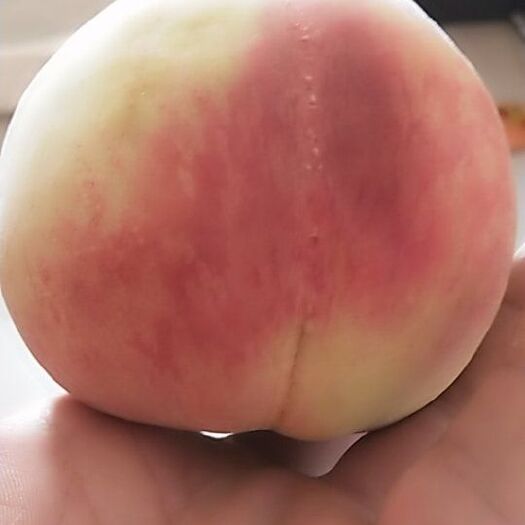 深州市红桃 深州水蜜桃