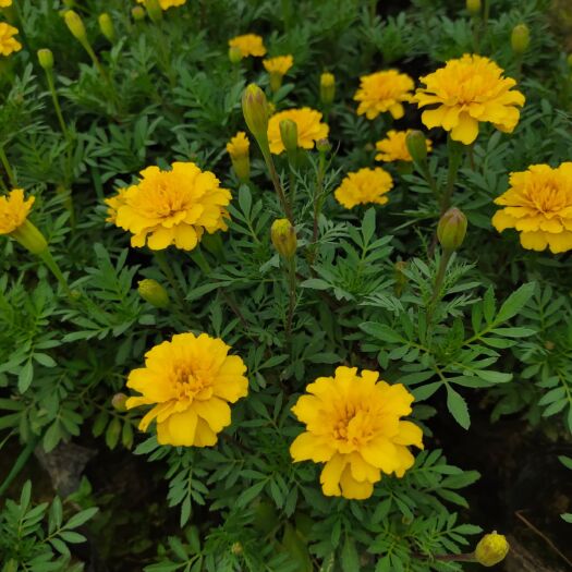 长沙草花 孔雀草大量供应
