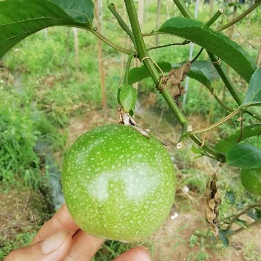 容县百香果苗  台农百香果苗