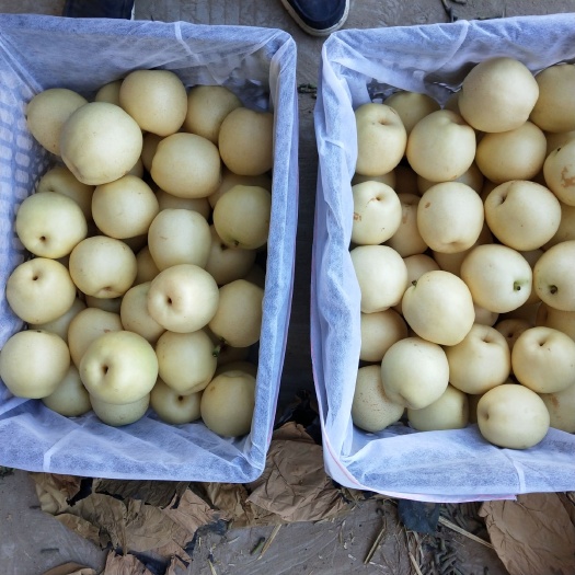 砀山县 梨翠冠梨