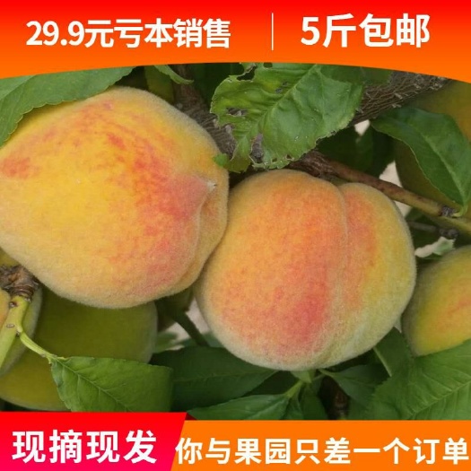 蒙阴县蒙阴蜜桃 黄桃83优选水密黄桃罐头的味道  非阳山 5斤包邮