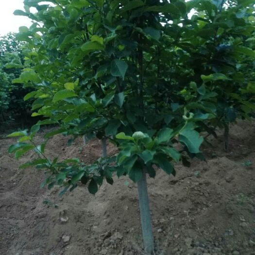 南召县精品8公分玉兰大量供货
