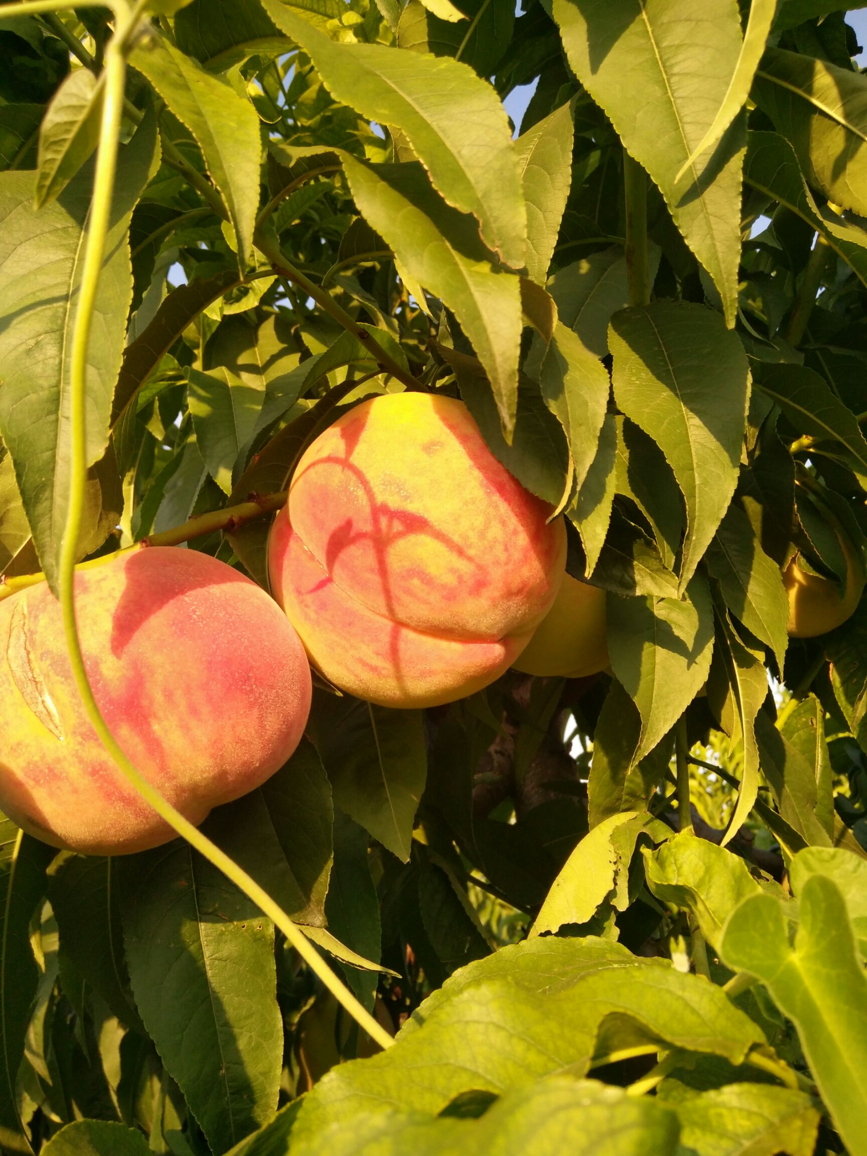  沙瓤红毛桃上市