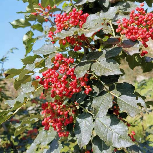 陇南无刺花椒苗  甘肃武都  无刺嫁接改良大红袍花椒苗伏椒提供种植技术