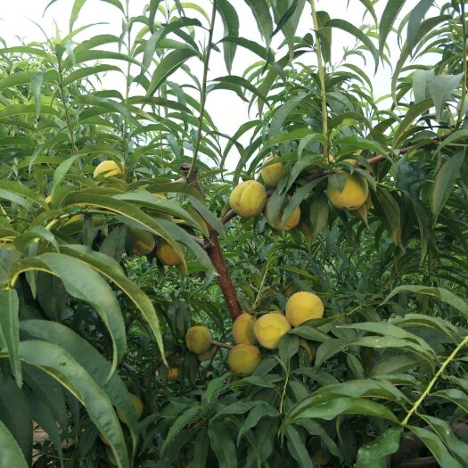 曹县黄金黄桃 大量招批发商