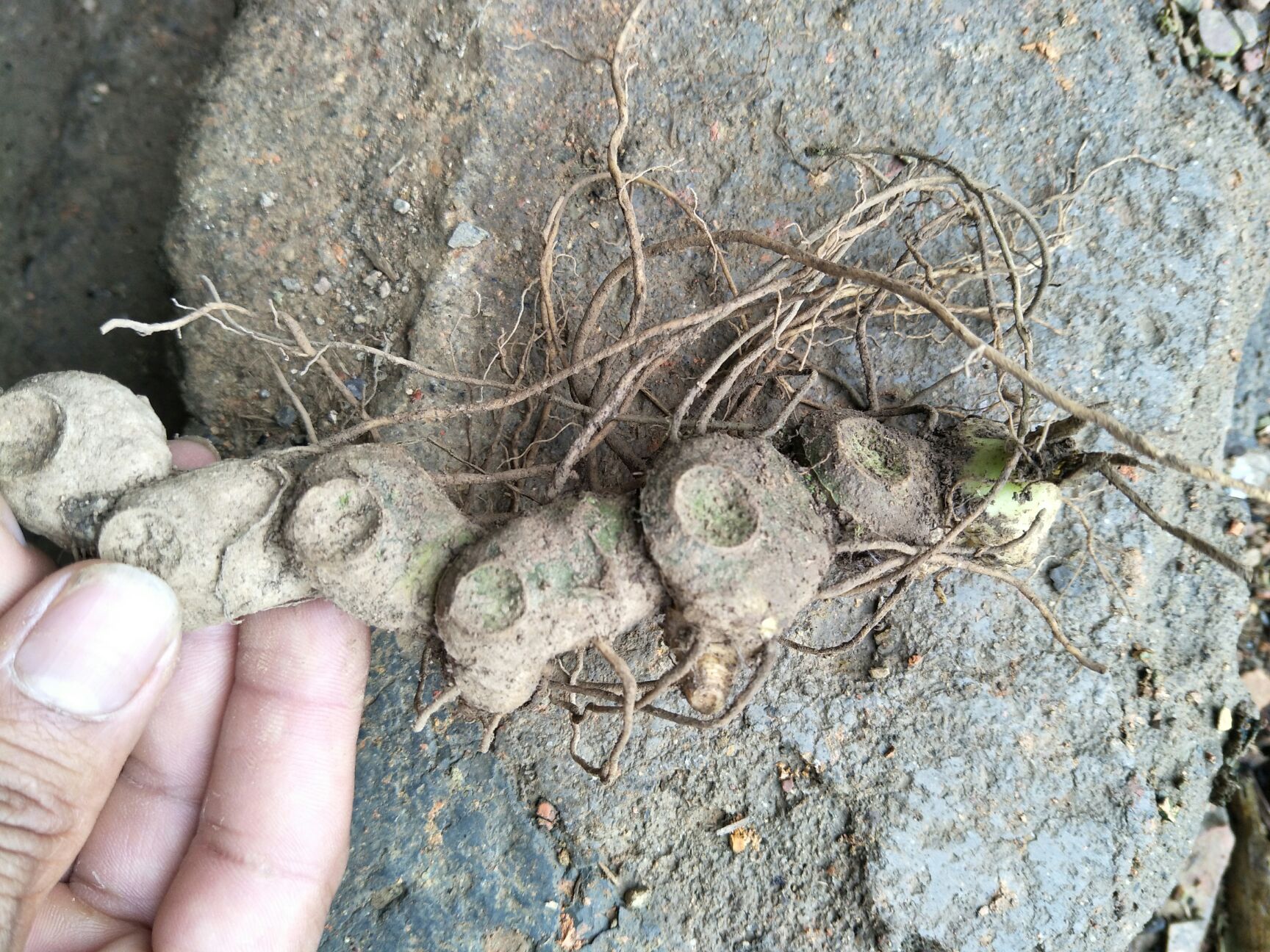  黄精也生老虎姜