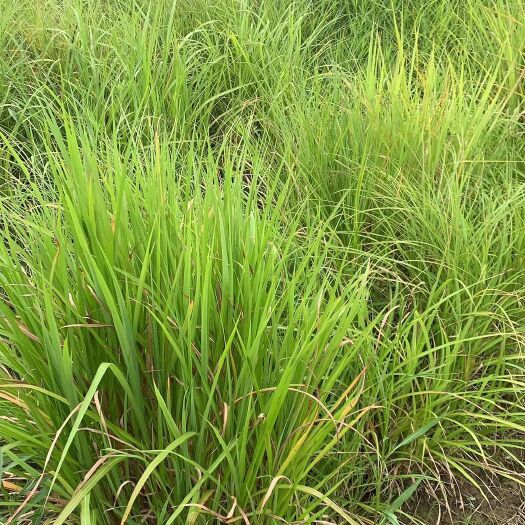 杭州矢羽芒  观赏草，基地大量供应