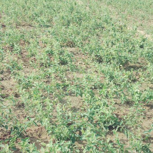 平邑县四季金银花苗 品种纯正的四季金银花