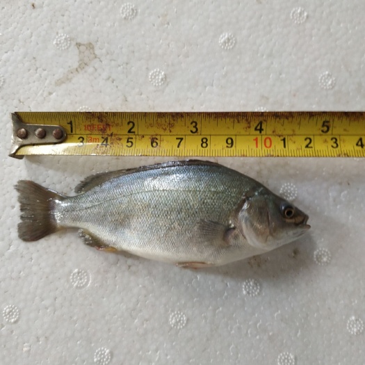 厦门淡水鲈鱼  台灣進口鑽石鱸魚苗2.5～3公分