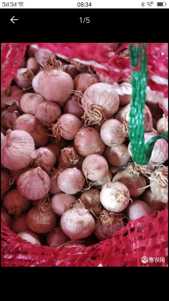  珍珠蒜，小独头