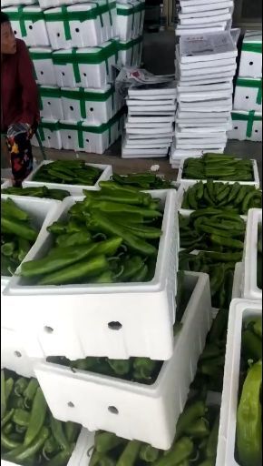 定边县 陕北辣椒大量上市，热销中
需要的联系我