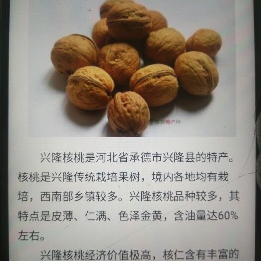 兴隆县 预订19年将成熟核桃，环保去皮，量大京津冀地区可送货↓树价