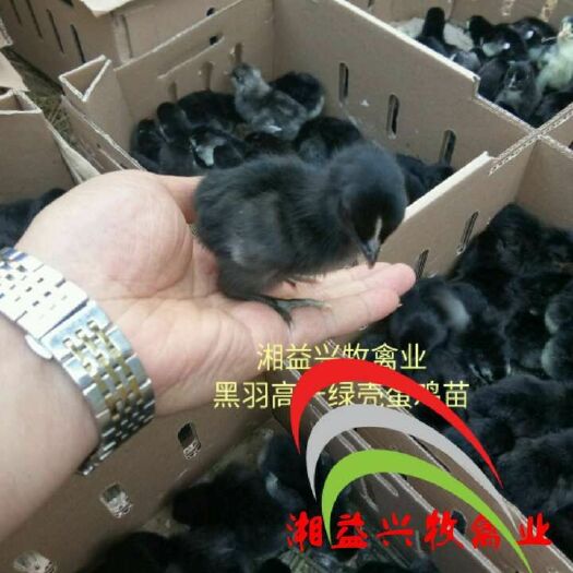 广州绿壳鸡苗  黑羽高产