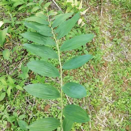 汝城县湘玉竹 纯种芽