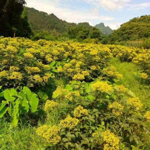 罗城县 今年吴茱萸新货上市