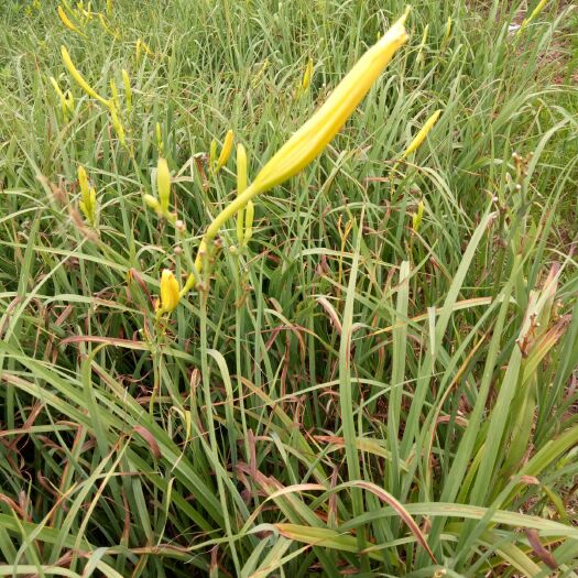 沭阳县 黄花菜根优质黄花菜根传统黄花菜