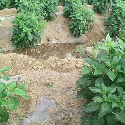 金平县 正宗高山小米辣椒，可免费品尝
