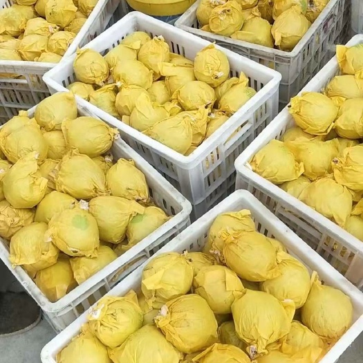 砀山县 砀山翠玉梨大量上市！