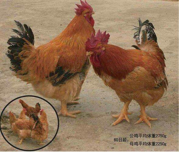 南宁 k9肉鸡麻黄鸡苗，料比低、生长快，品种优良，是一种大型肉鸡
