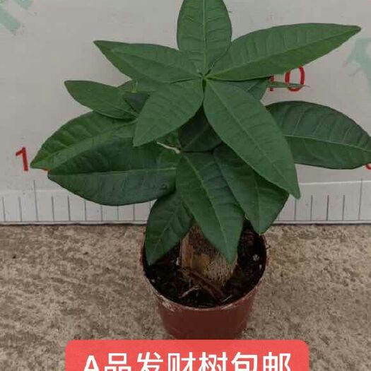 广州盆栽发财树 发财树盆栽植物室内小盆景四季常青绿植客厅办公室盆栽花卉招财树