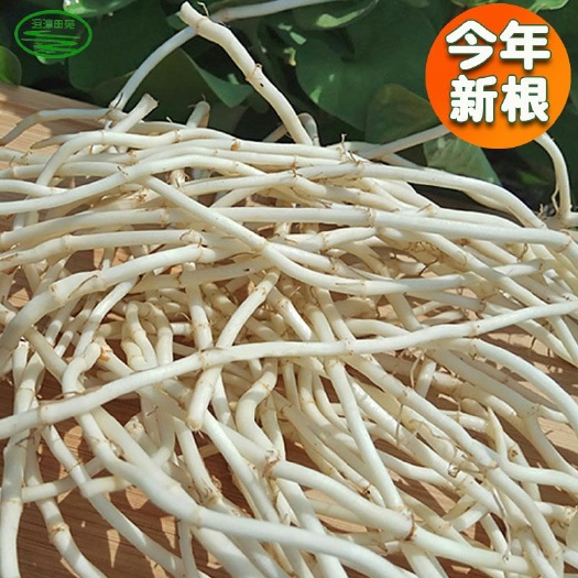 当阳市鱼腥草根 鱼腥根新鲜2019年新根