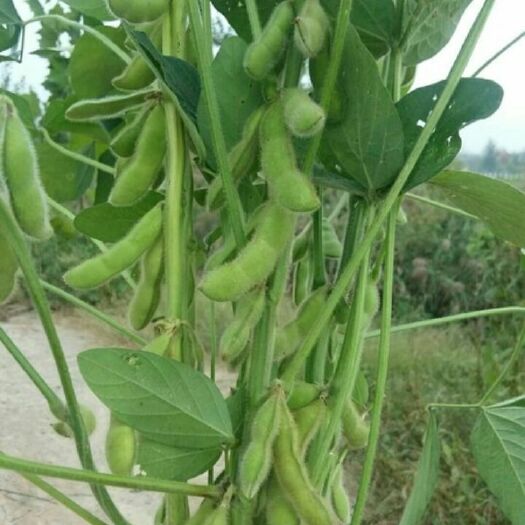 沭阳县青黄豆 生大豆 1等品 
