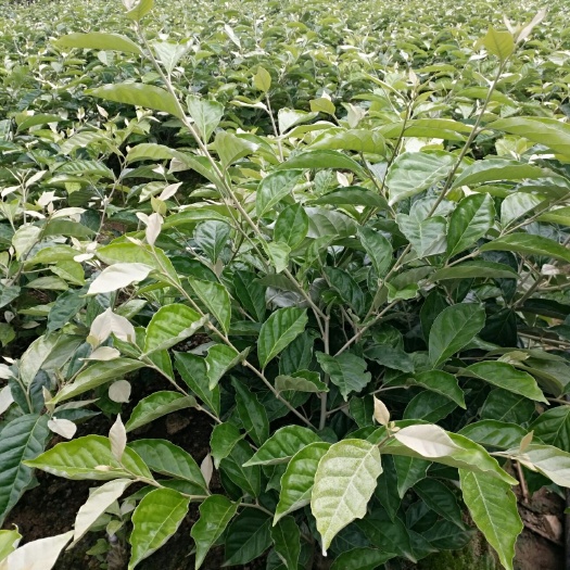 芒市羊奶果苗  批发