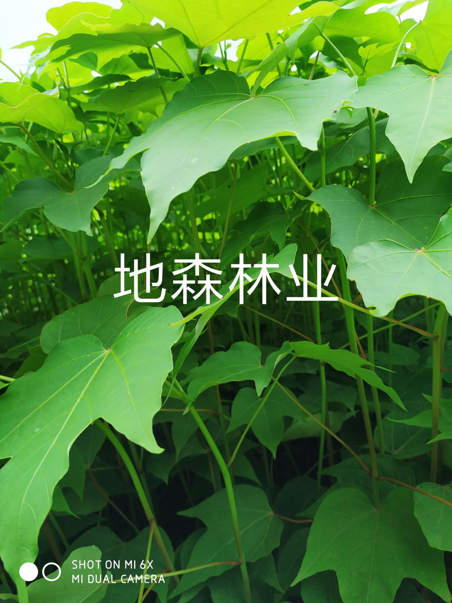  油桐苗 杯苗  千年龟背油桐苗 杯苗