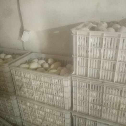 菏泽 鲜鹅蛋