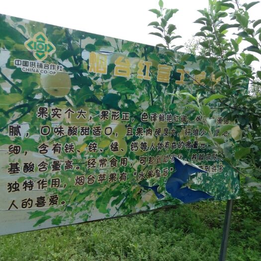 临邑县苹果接穗 烟台红富士接穗